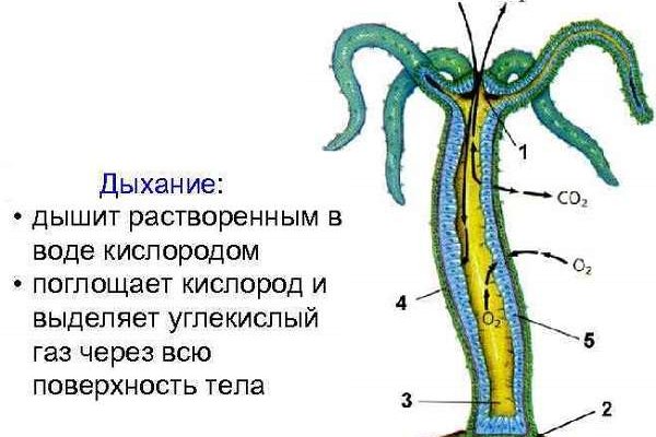 Блэкспрут не работает