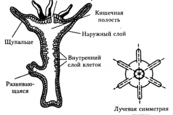 Тор блекспрут